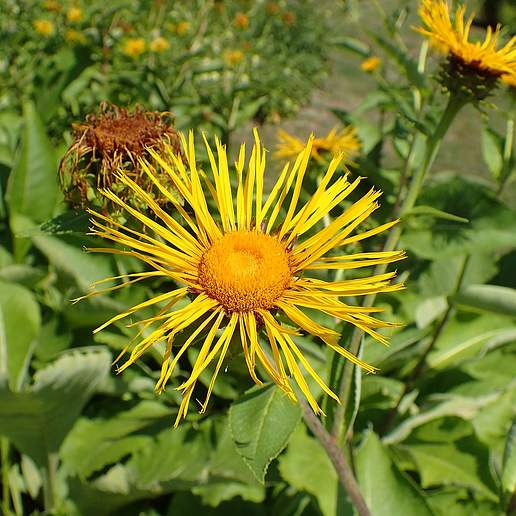 Inula royleana