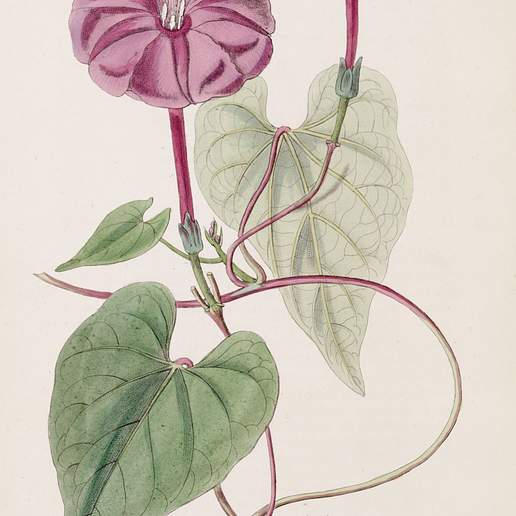 Ipomoea jalapa