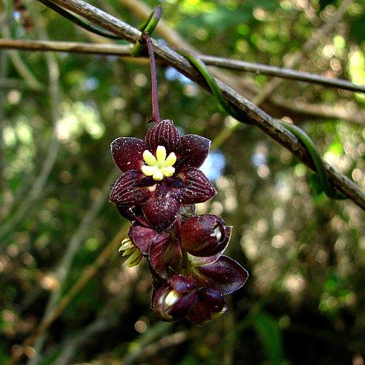 Lardizabala biternata