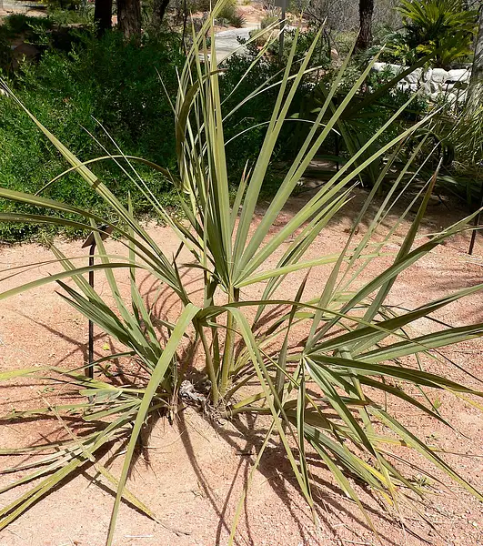 Mazari Palm