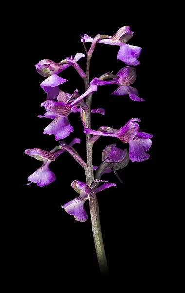 Orchis morio