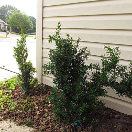 Anglo Japanese Yew
