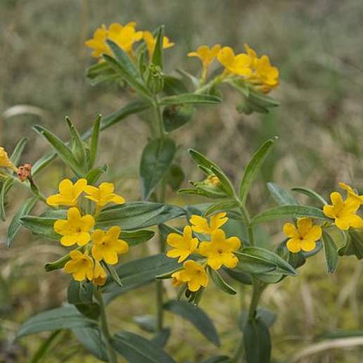 Hoary Puccoon