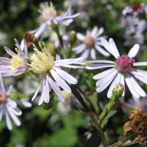 Aster cordifolius