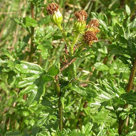 Hoary Ragwort