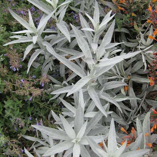 Artemisia mexicana