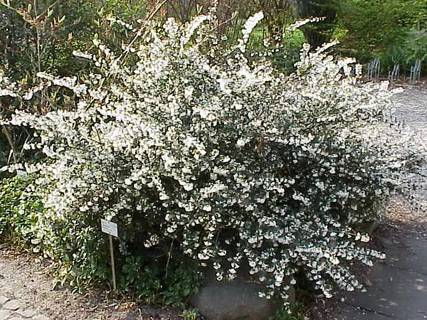 Osmanthus burkwoodii