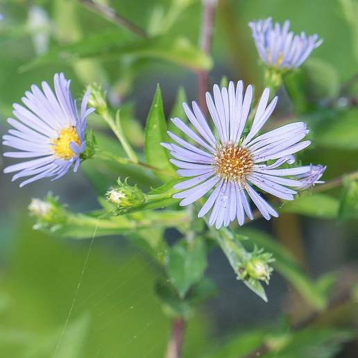 Aster puniceus