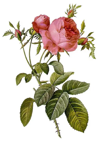 Cabbage Rose