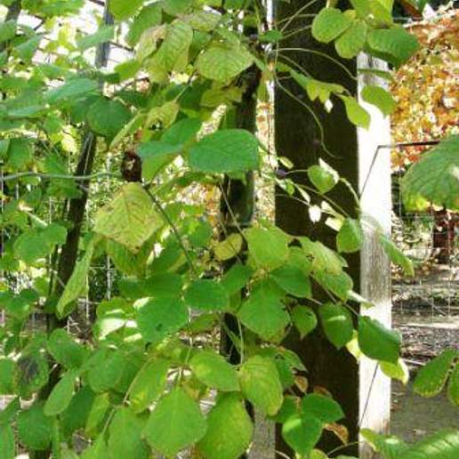 Sinofranchetia chinensis