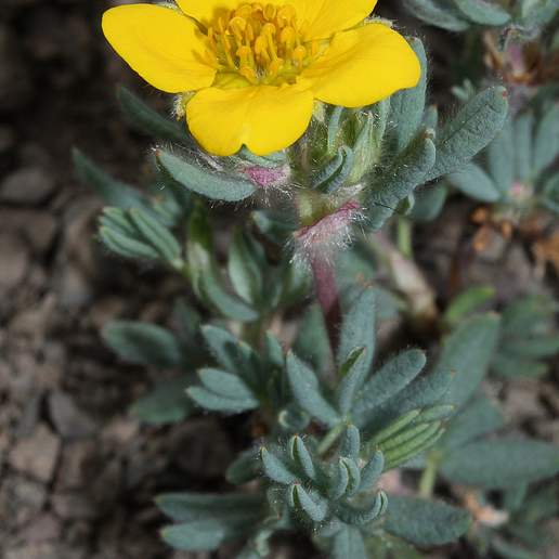 Potentilla fruticosa