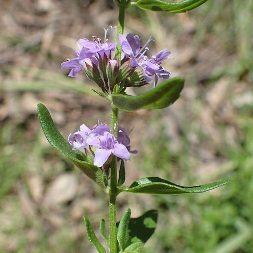 Wild Mint