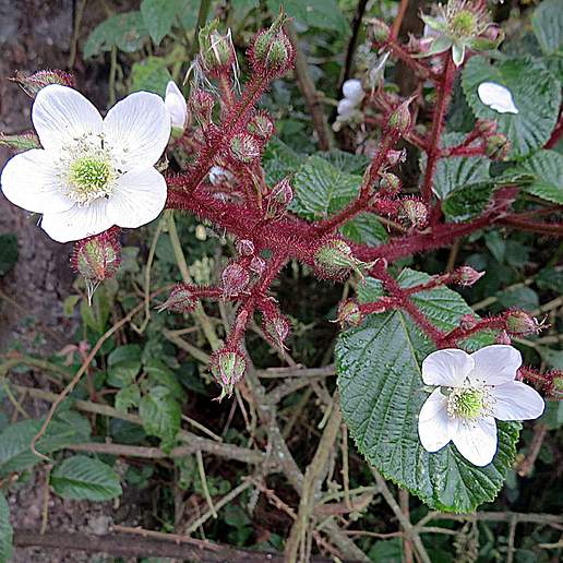 Rubus adenotrichus
