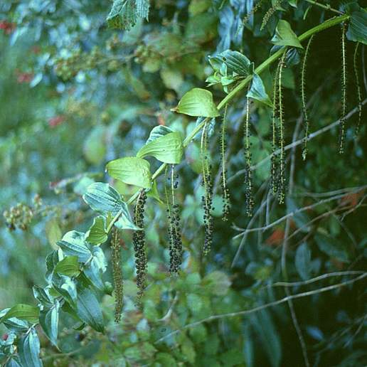 Coriaria microphylla