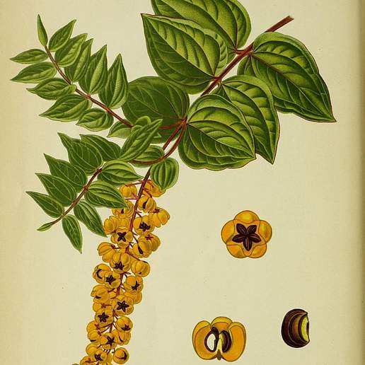 Coriaria napalensis