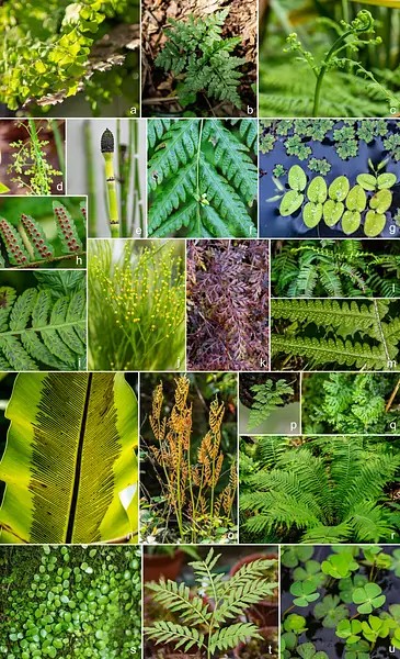 Leptosporangiate Ferns