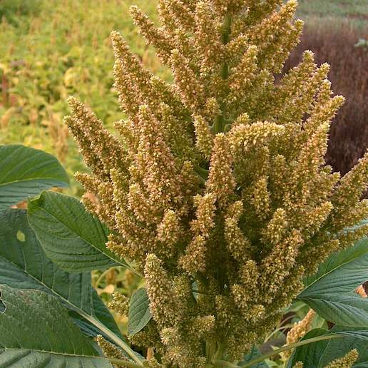 Mucronate Amaranth