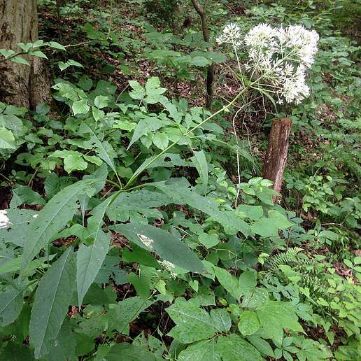 Eupatorium purpureum