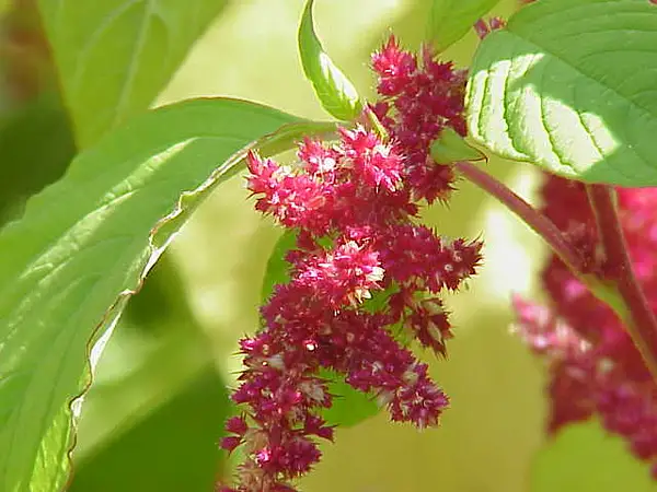 Amaranth, Pigweed