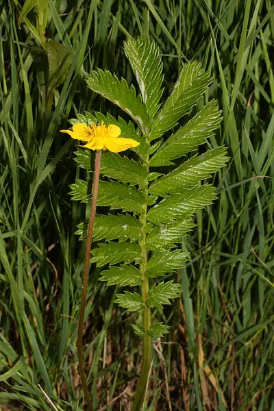 Potentilla anserina