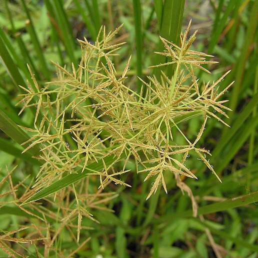 Cyperus tegetiformis