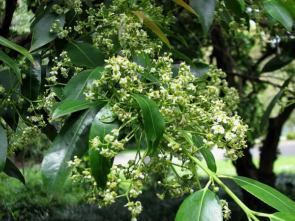 Euonymus lucidus
