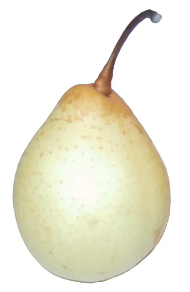 Chinese White Pear