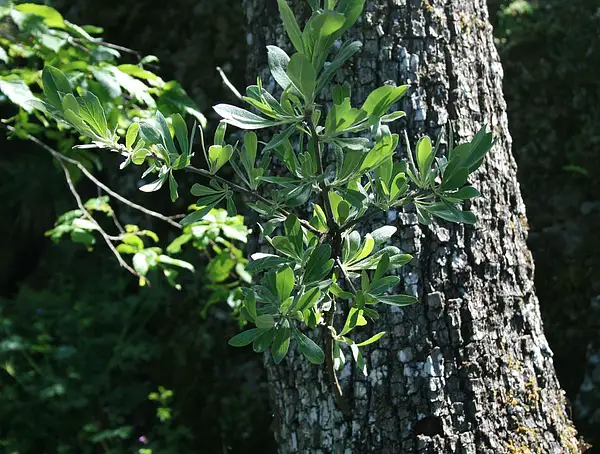 Pyrus elaeagnifolia