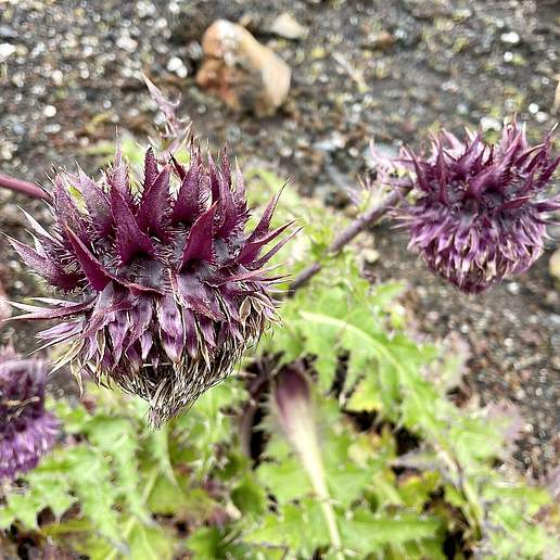 Cirsium purpuratum