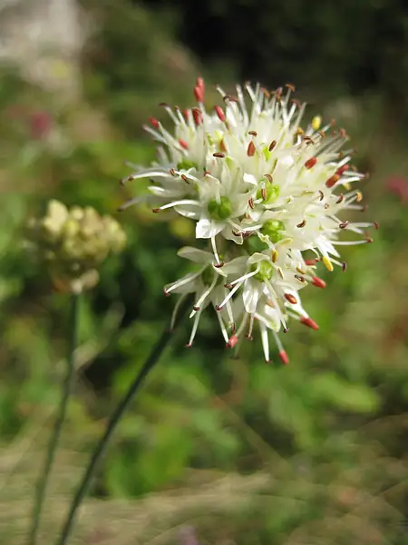 Allium suaveolens
