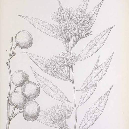 Pentadiplandra brazzeana