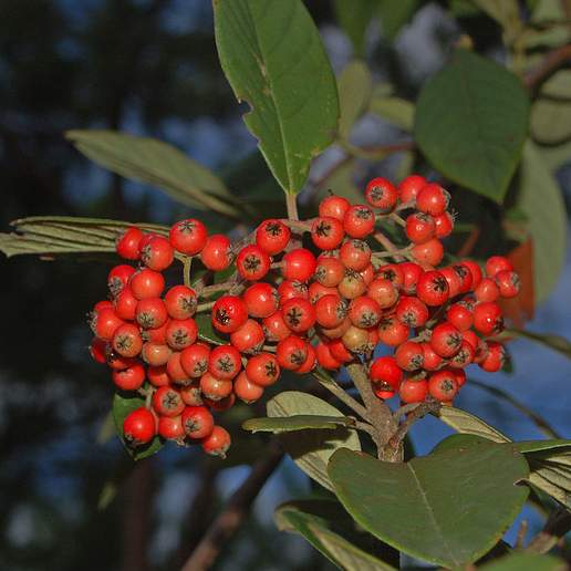 Waterer's Cotoneaster
