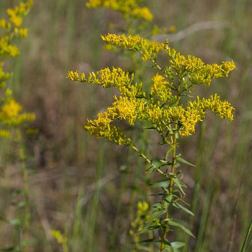 Solidago suaveolens