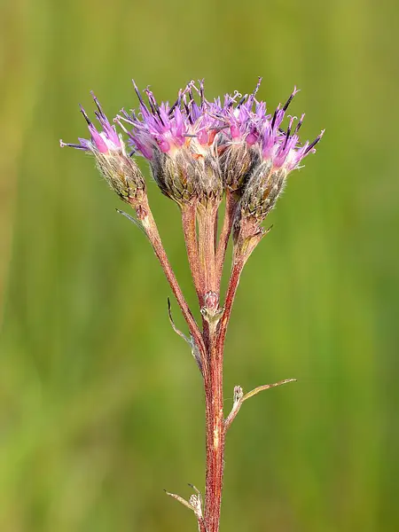 Saussurea pulchella