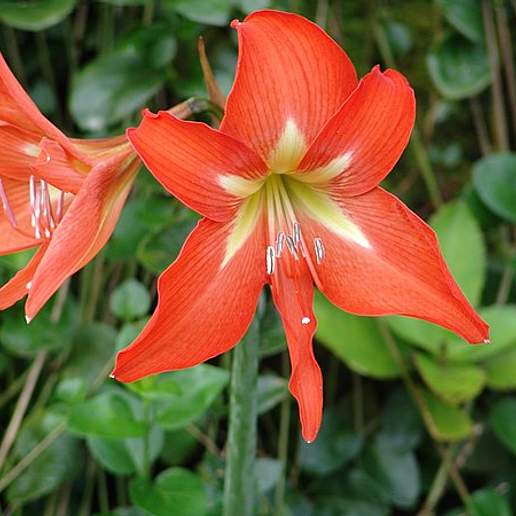 Apple Blossom Amaryllis