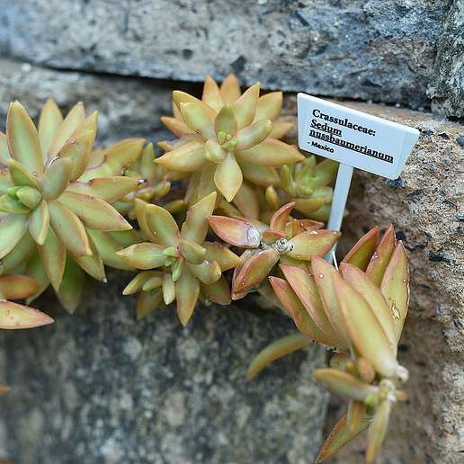 Coppertone Stonecrop