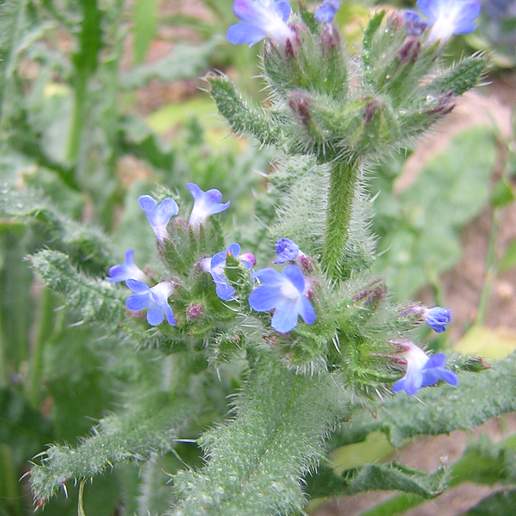 Small Bugloss