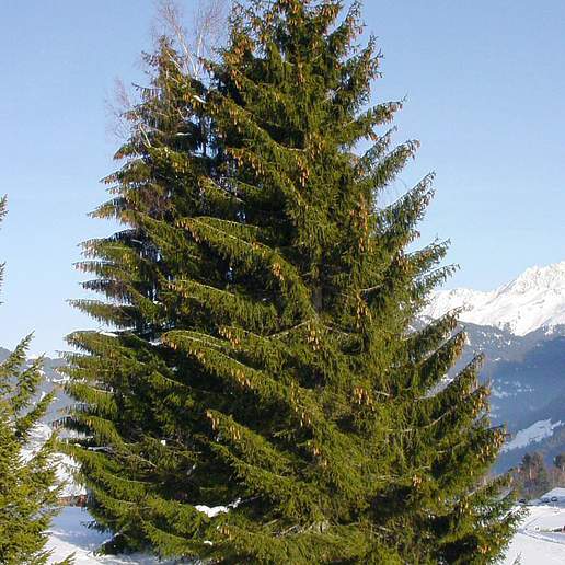 Spruce