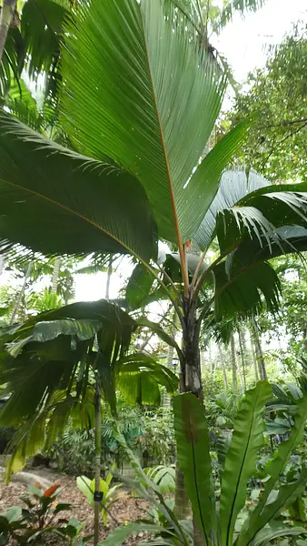 Thief Palm
