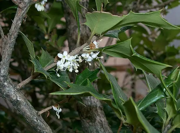 False Holly