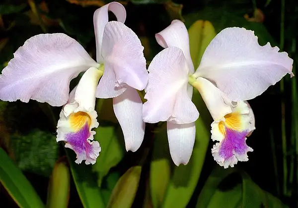 Columbian Orchid