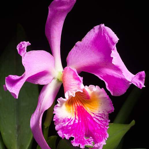 Jenman's Cattleya