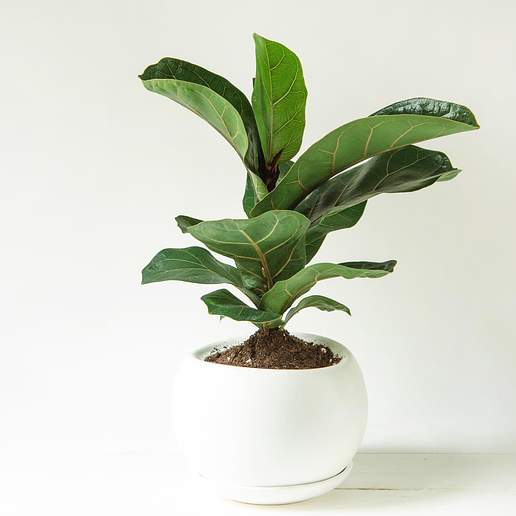 Fiddle Leaf Fig