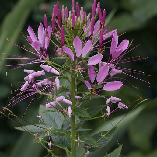 Spider Flower