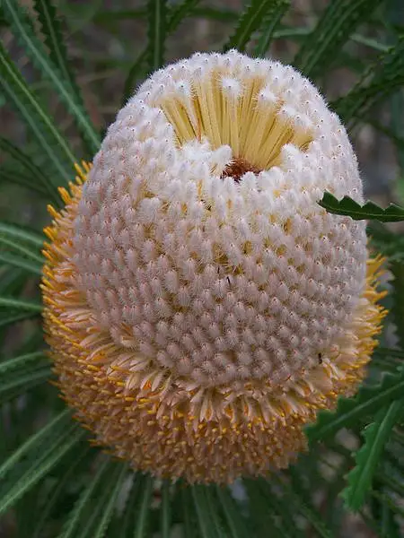 Hooker's Banksia