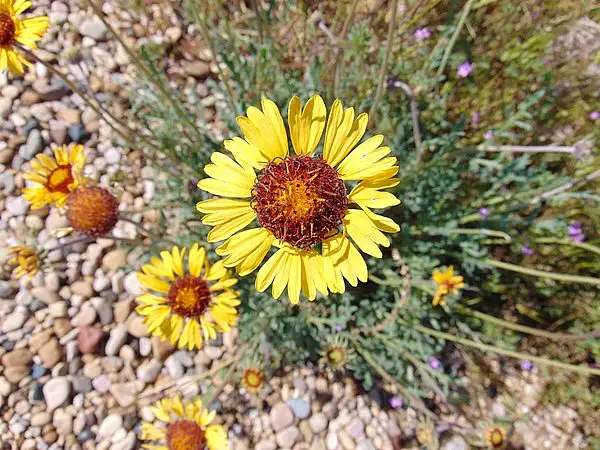 Blanketflower