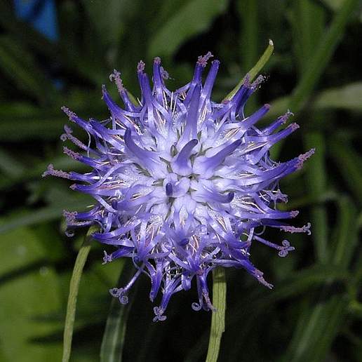 Oxford Rampion