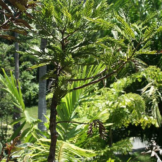 Retrophyllum comptonii