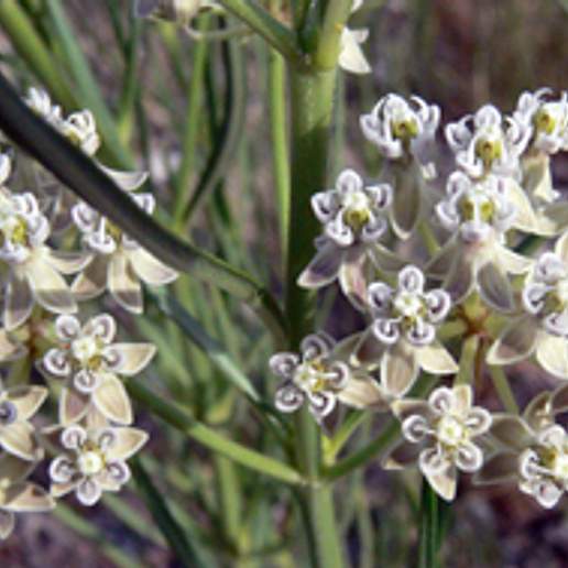 Whorled Milkweed
