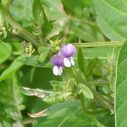 Wild Soybean
